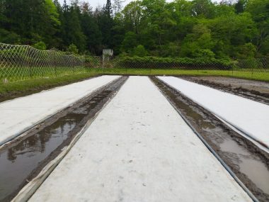 ➂今年はビニールを掛けないで不織布を二重に掛けた