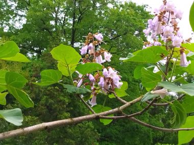 池からの帰りに見かけた桐の花もそろそろ終わりそう