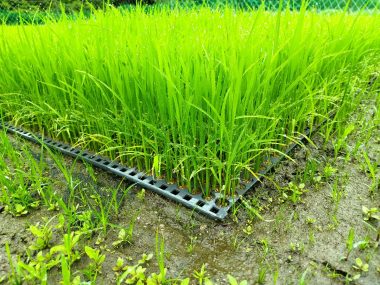 ミルキークイーン苗：22cm　５葉　分げつ（株分かれ）始まっている