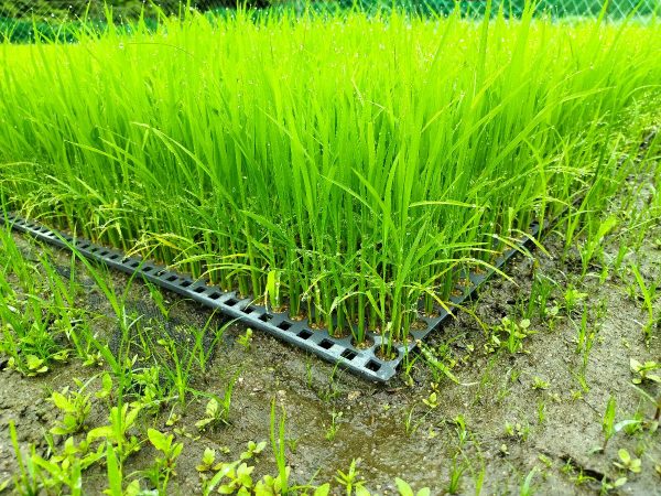 ミルキークイーン苗：22cm　５葉　分げつ（株分かれ）始まっている