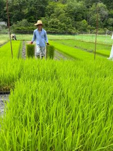 根が苗箱の穴から出て苗床の土の中に入っているのを剝がす