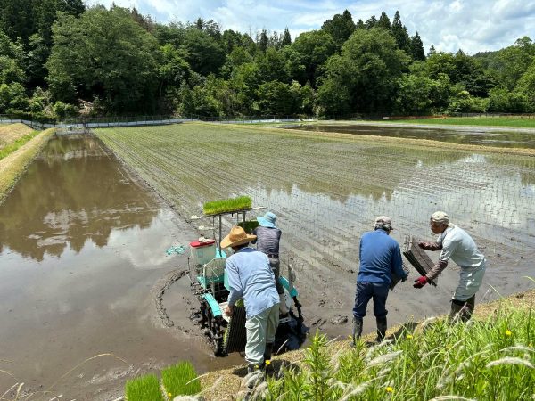 1往復する毎に手渡しで苗の補充