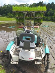 苗を載せた田植機の隙間から前方を見ながら進む