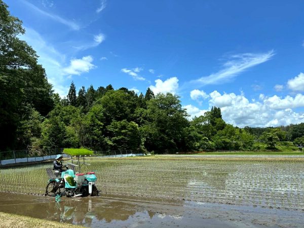 田んぼを移動するまで田植機に乗ったまま