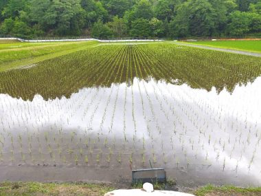 田植の翌日の様子