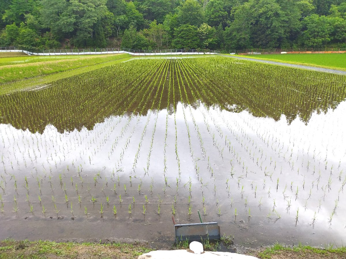 田植の翌日の様子